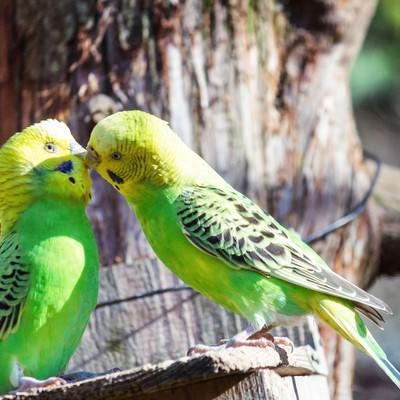 屋外の木の枝で向かい合う黄色と緑の羽の2羽のセキセイインコの写真