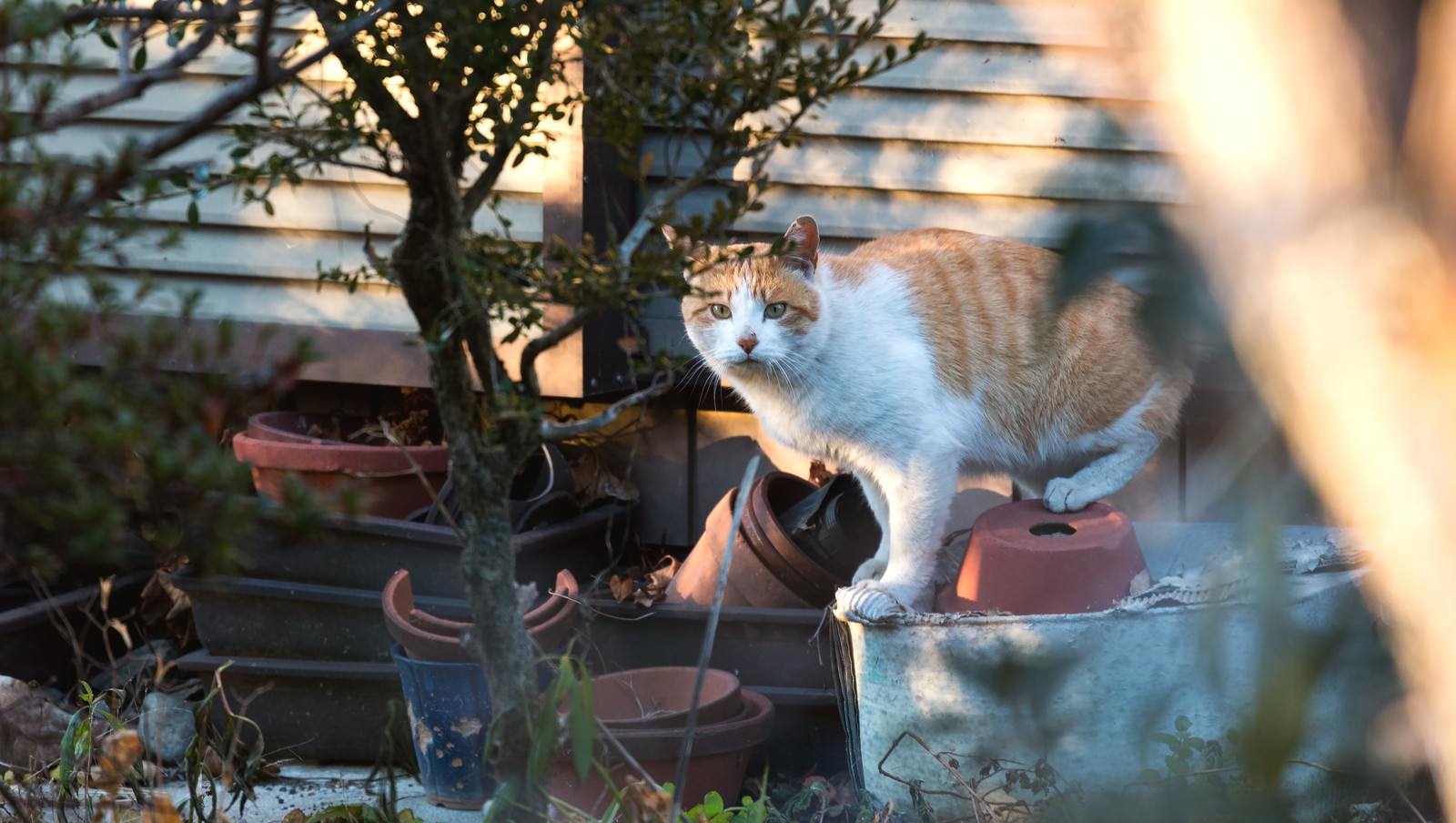庭先の赤い鉢の上に立つ茶白の猫がこちらを睨んでいる