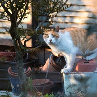 植木鉢の上に立つ茶白の猫の写真