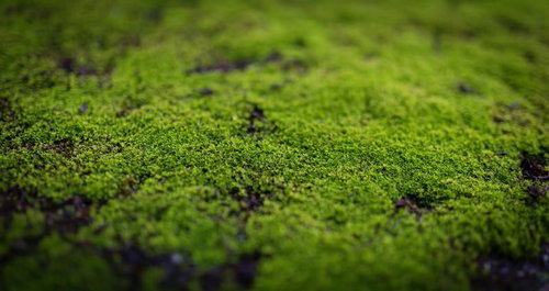 所々に暗い地面が見える緑の苔のテクスチャー