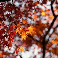 逆光に透けるオレンジ色のモミジの葉の写真