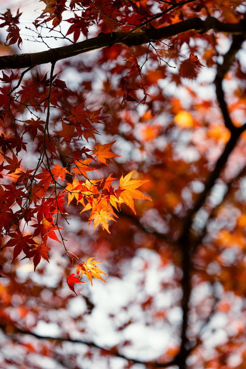 逆光に透けるオレンジ色のモミジの葉