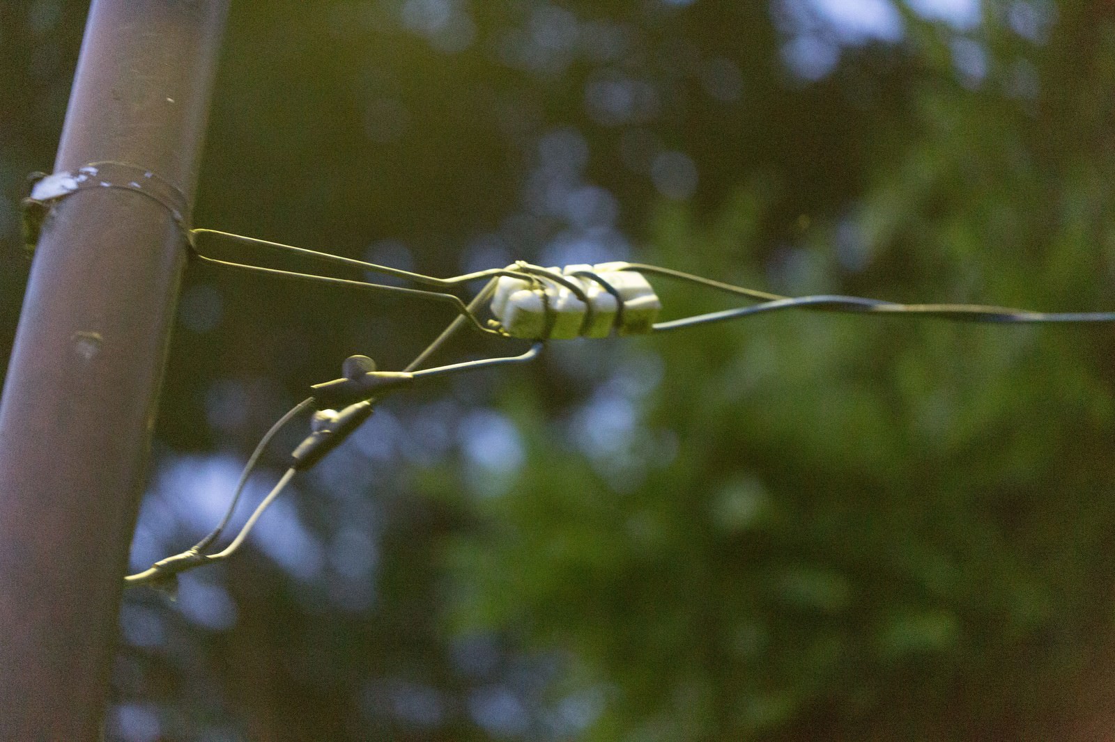 送電線の上に止まる黄緑色のトンボが脚で電線をつかんでいる