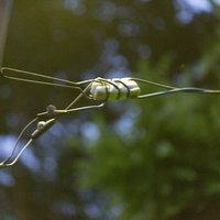 山の送電線に止まる昆虫の写真