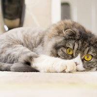 ジーっとこっちを見てるライオンカットのオス猫（スコティッシュフォールド）の写真