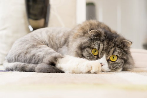 ジーっとこっちを見てるライオンカットのオス猫（スコティッシュフォールド）