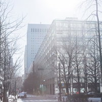 白く霞んだ空の下に葉が落ちた街路樹と高層ビルが並ぶ冬の都心の写真