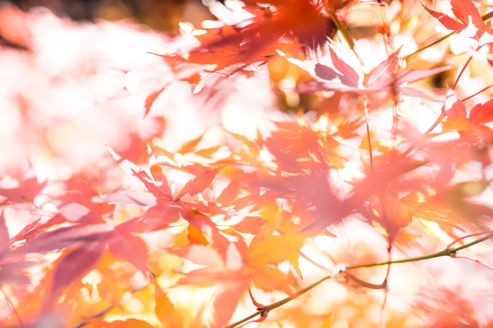 光が差し込む紅葉の枝葉