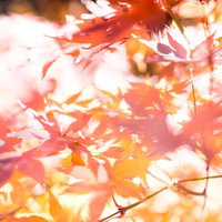 明るい光が差し込む赤やオレンジの紅葉が画面全体に広がる枝葉の写真