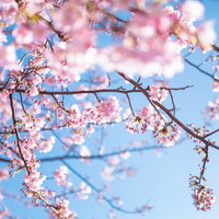 青空を背景に見上げた満開の桜の写真