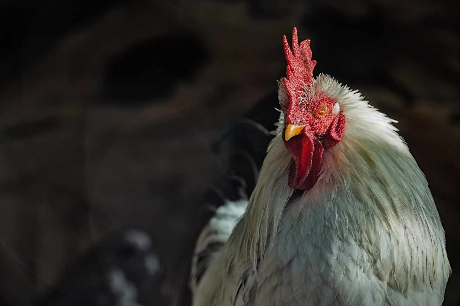 真正面を向いた白いニワトリの顔。赤いとさかと肉垂、黄色いくちばしと眼が鮮明