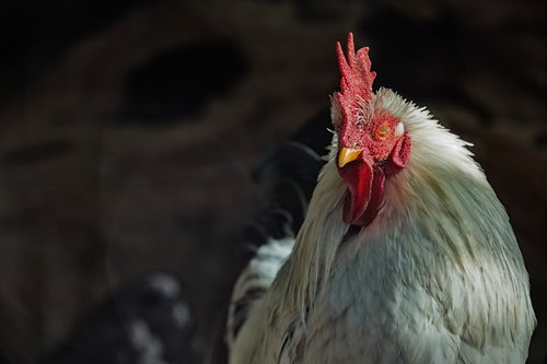 ニワトリがあらわれた！
