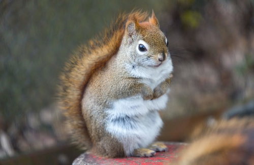 「ヒィ！」怯えるリス