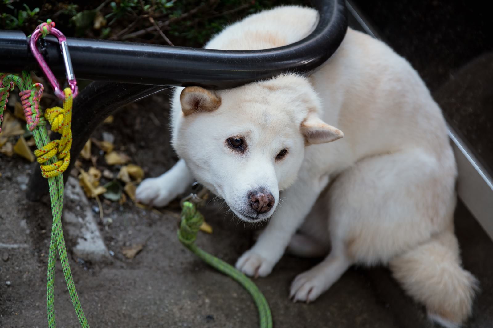 落ち葉の地面に座る白い犬