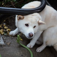 落ち葉の地面に座る白い犬の写真