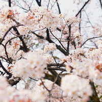 手前にピントが合った奥行きのある桜の花の写真