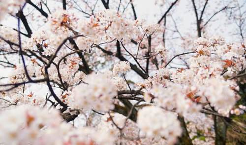 手前にピントが合った奥行きのある桜の花