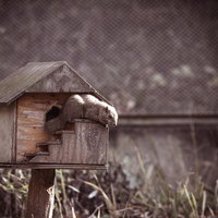 木製の巣箱に乗るリスの屋外写真の写真