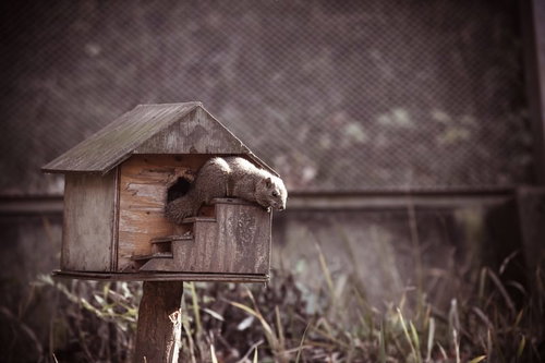 木製の巣箱に乗るリスの屋外写真
