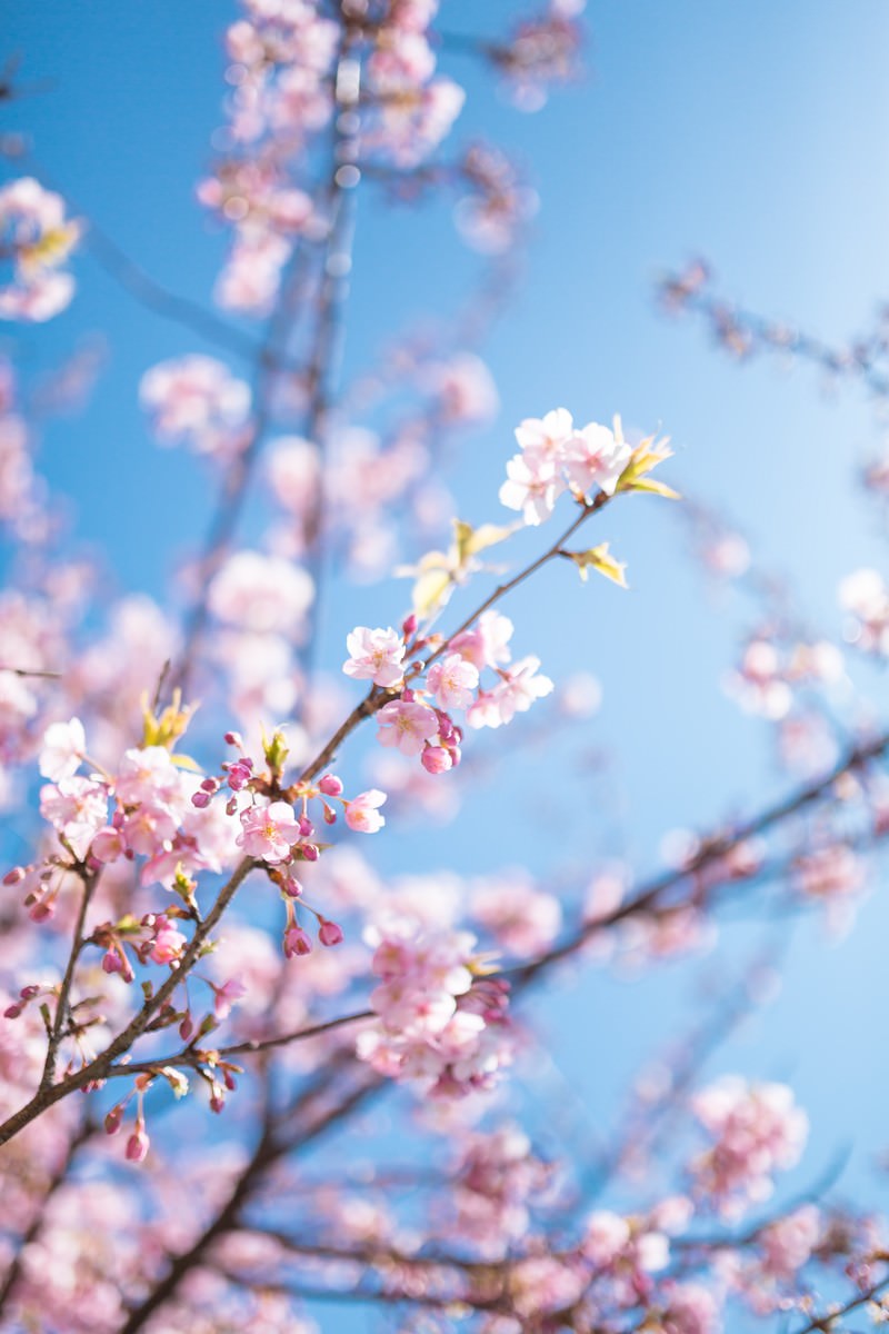 青空を背景に桜の花びらと黄緑色の若葉が枝に付いている