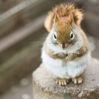 前足を揃えて直立するまんまるなリスの写真