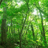 見上げた新緑の森と木漏れ日の写真
