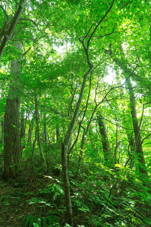 見上げた新緑の森と木漏れ日