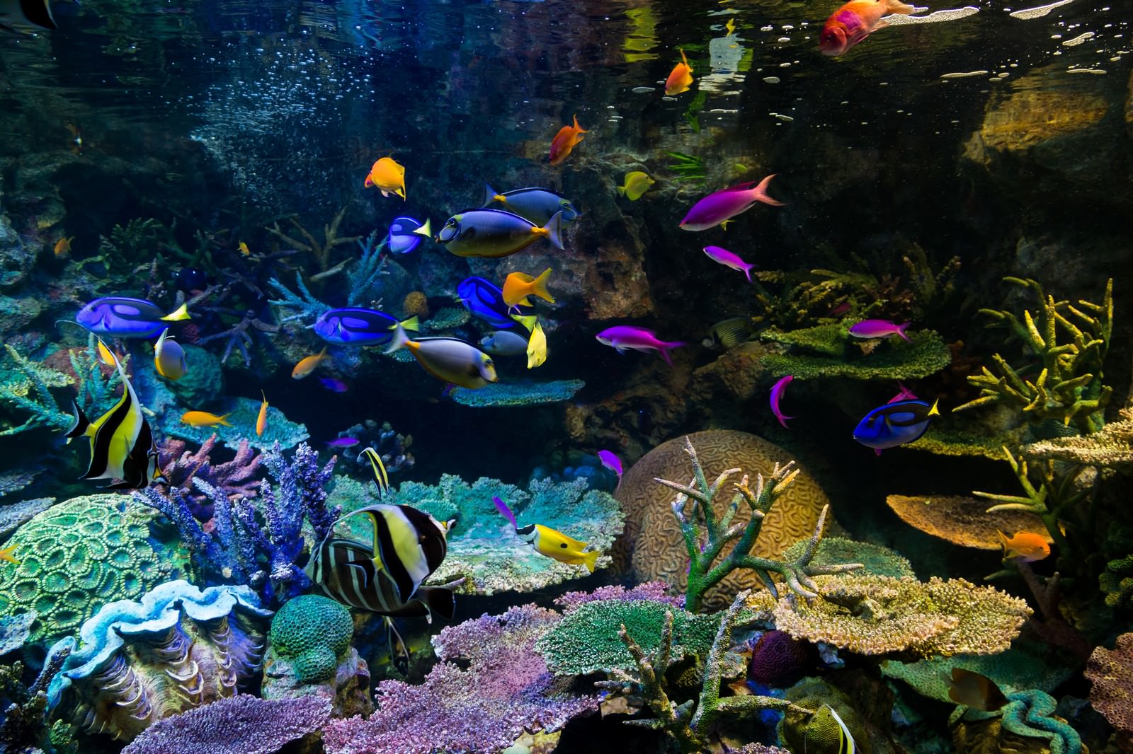 水族館の水槽で泳ぐ黄色、青、紫などカラフルな熱帯魚とサンゴ