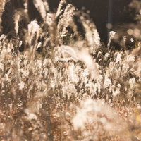 逆光に白く光るススキの穂が群生する草原の写真