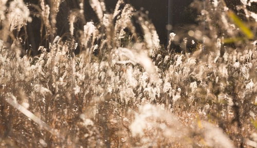 逆光に白く光るススキの穂が群生する草原