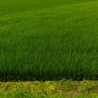 整然と並ぶ緑の稲が一面に広がる夏の田んぼの写真