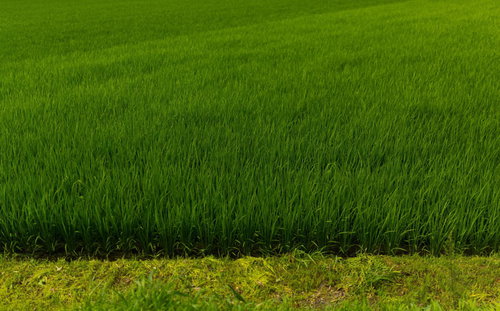 整然と並ぶ緑の稲が一面に広がる夏の田んぼ