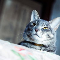 軽蔑した表情で見下してくる猫の写真