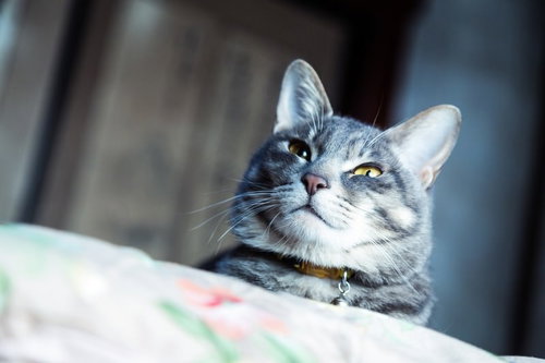 軽蔑した表情で見下してくる猫