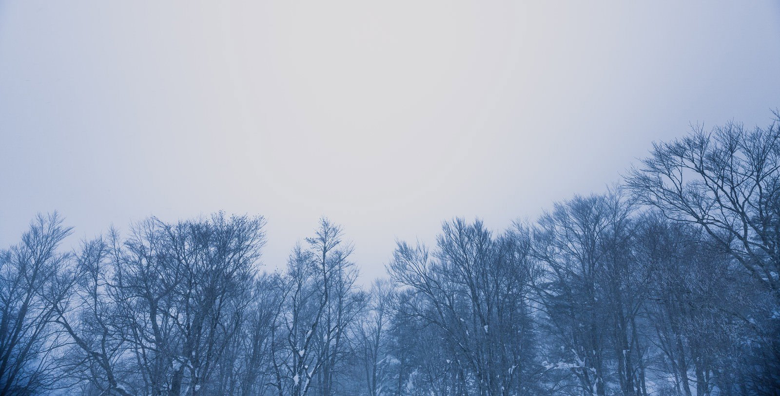 葉が落ちた冬の木々が曇り空の下に並ぶ霧の雪林