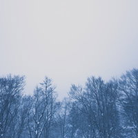 葉が落ちた冬の木々が曇り空の下に並ぶ霧の雪林の写真