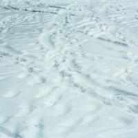 雪原の地面に残る複数の足跡と引きずり跡のテクスチャーの写真