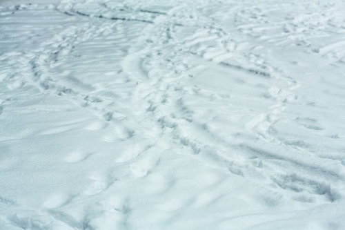 雪原の地面に残る複数の足跡と引きずり跡のテクスチャー
