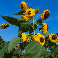 青空に向かって伸びる暑さでへなへなの向日葵の写真