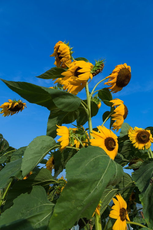 青空に向かって伸びる暑さでへなへなの向日葵