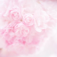 バラ（桜・紅時雨）のピンクの花束の写真