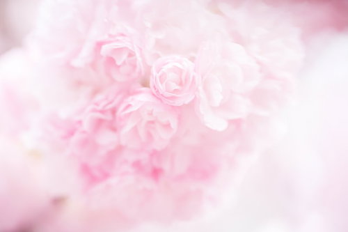 明るく柔らかい光に覆われた淡いピンクのバラの花びらが重なる接写