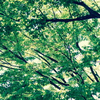 下から見上げた大木の枝と緑の葉の写真