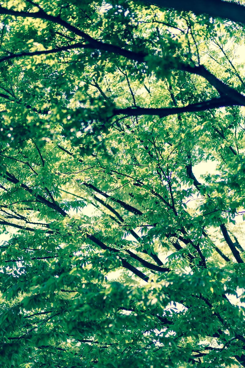 森の中から見上げた木漏れ日。緑の葉と黒い枝に白い光が差し込んでいる