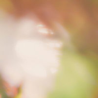 木漏れ日に包まれた花のソフトフォーカスの写真