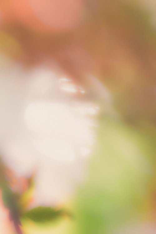 木漏れ日に包まれた花のソフトフォーカス