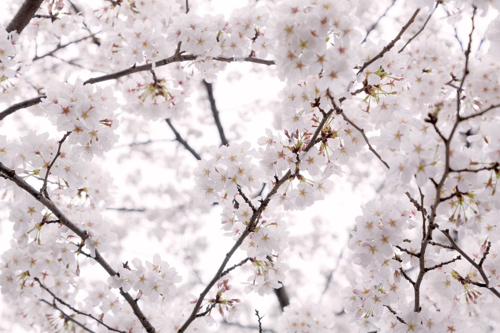 白いピンク色の桜の花が満開に咲いている、茶色い枝に密集した春の花