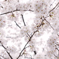 枝に密集して満開に咲く白い桜の写真