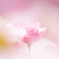 ぼけた背景に中心がピンクで外側が白く淡くなる幾重の花びらの花の接写の写真