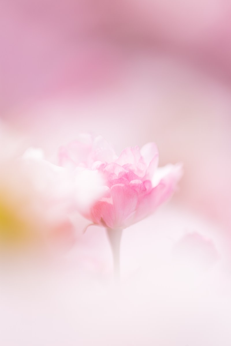 春の八重桜のクローズアップ